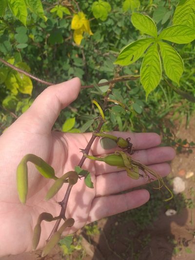 Bauhinia bauhinioides, photographed by Breno Figueiredo