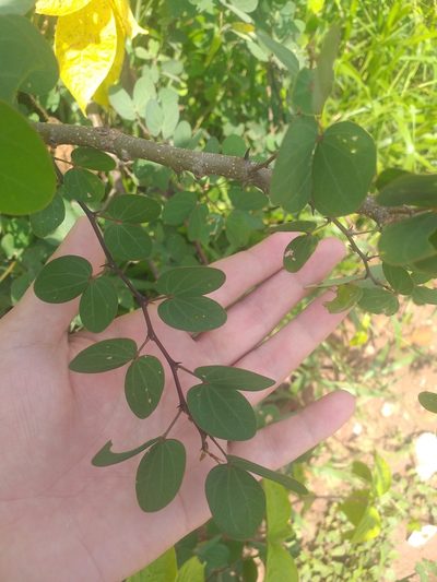 Bauhinia bauhinioides, photographed by Breno Figueiredo