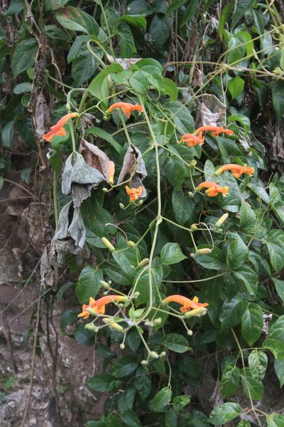 Amphilophium stamineum, photographed by Brian Oakes Haiti Hunter