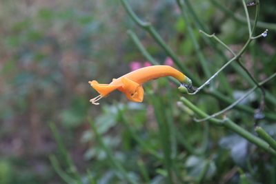 Amphilophium stamineum, photographed by Brian Oakes Haiti Hunter