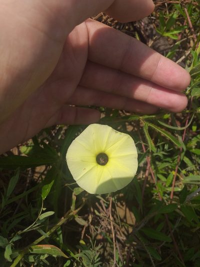 Ipomoea longeramosa, photographed by Breno Figueiredo