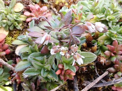 Draba majuscula, photographed by Jean-Paul Boerekamps