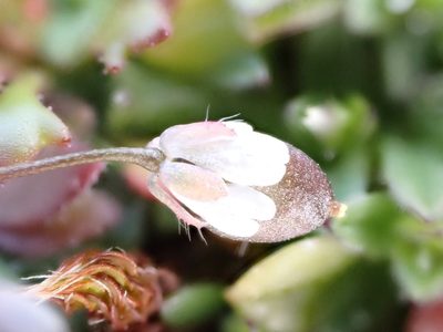 Draba majuscula, photographed by Jean-Paul Boerekamps
