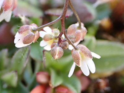 Draba majuscula, photographed by Jean-Paul Boerekamps