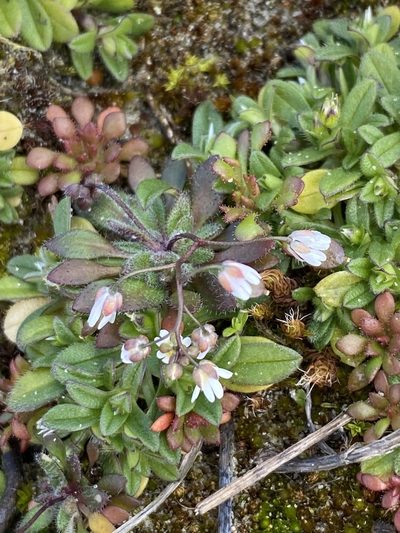 Draba majuscula, photographed by Jean-Paul Boerekamps