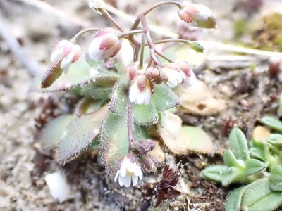 Draba majuscula, photographed by Jean-Paul Boerekamps