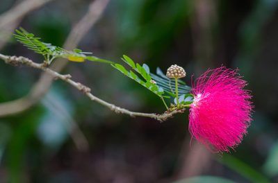 Calliandra haematocephala, photographed by portioid