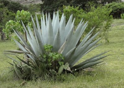 Agave applanata, photographed by Carlos Martorell