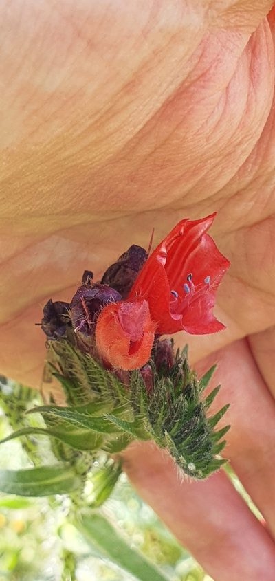 Echium creticum, photographed by Mehdi Chetibi