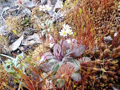 Draba majuscula, photographed by Jean-Paul Boerekamps
