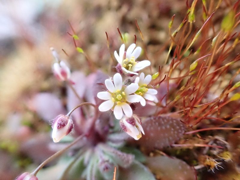 Draba majuscula, photographed by Jean-Paul Boerekamps