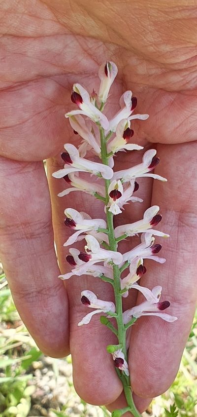Fumaria atlantica, photographed by Mehdi Chetibi