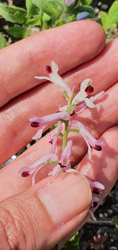 Fumaria atlantica, photographed by Mehdi Chetibi