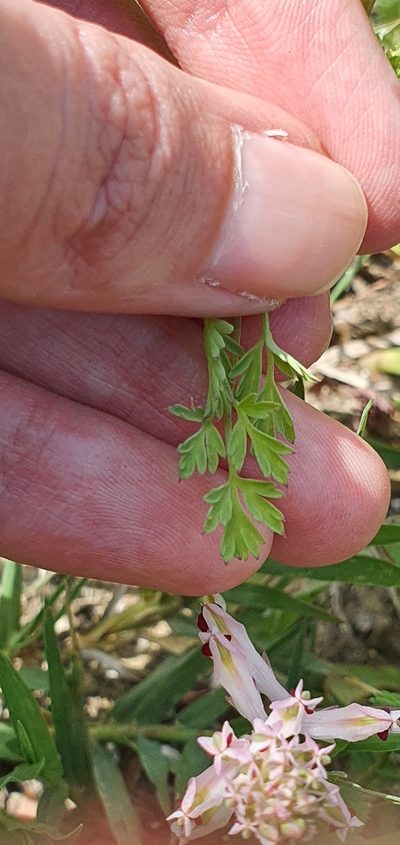 Fumaria atlantica, photographed by Mehdi Chetibi