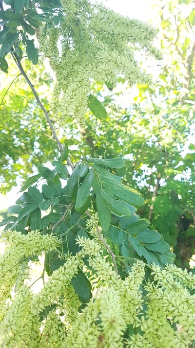 Apoplanesia paniculata, photographed by Martín Sánchez Vilchis