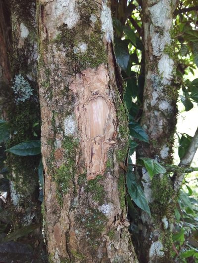 Campomanesia hirsuta, photographed by Victor Farjalla Pontes