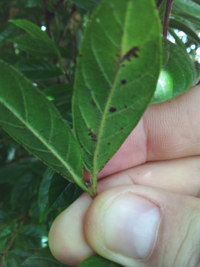 Campomanesia hirsuta, photographed by Victor Farjalla Pontes
