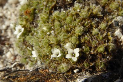 Veronica ciliolata, photographed by Cara-Lisa Schloots