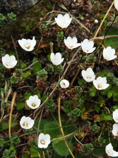 Forstera purpurata, photographed by Santiago Martín-Bravo