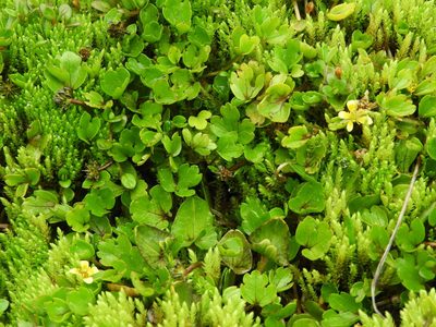Psychrophila obtusa, photographed by Santiago Martín-Bravo