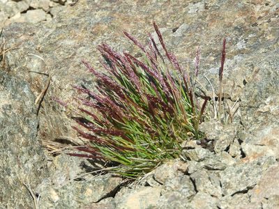 Agrostis muelleriana, photographed by Santiago Martín-Bravo