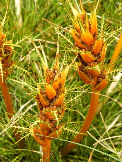 Aciphylla pinnatifida, photographed by Santiago Martín-Bravo