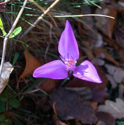 Crocus banaticus, photographed by Conrad Altmann