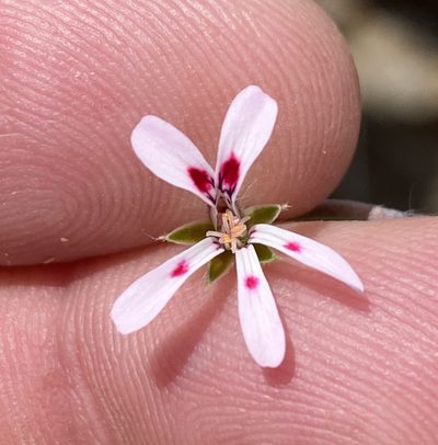 Pelargonium ranunculophyllum, photographed by Dave U