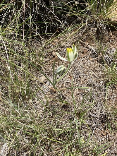 Albuca humilis, photographed by Dave U