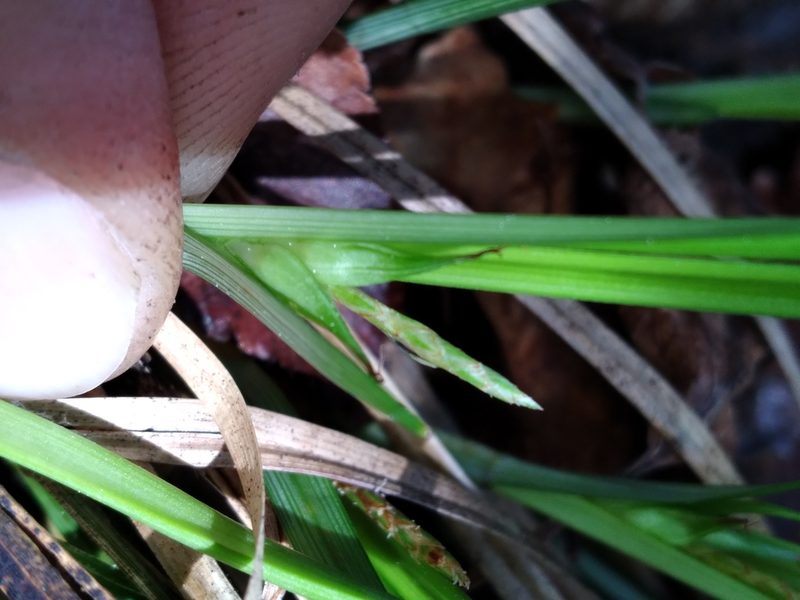 Carex superata, photographed by Scott Ward