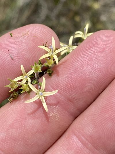 Wahlenbergia albens, photographed by Dave U
