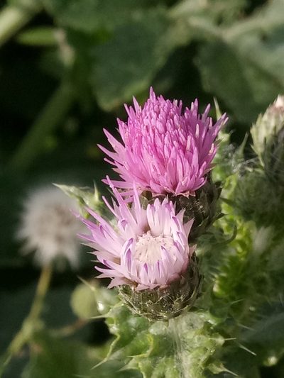 Carduus spachianus, photographed by Karim Haddad
