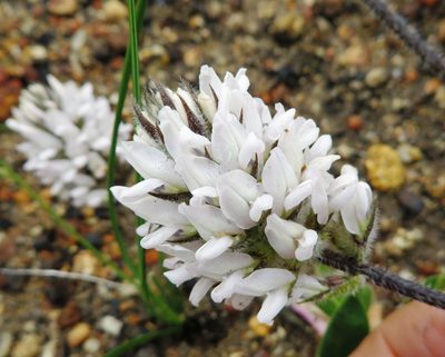 Psoralea zeyheri, photographed by linkie
