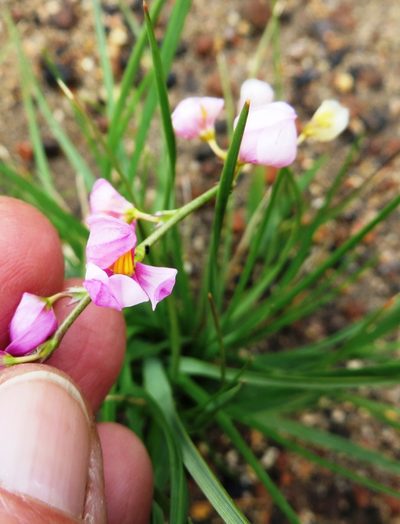 Ixia scillaris, photographed by linkie