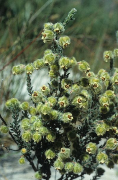 Erica capitata, photographed by Tom Lloyd Evans