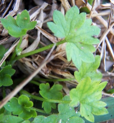Ranunculus platensis, photographed by Diana Foreman