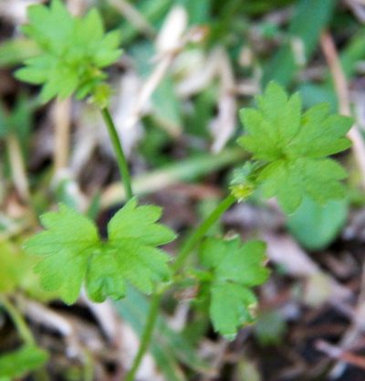 Ranunculus platensis, photographed by Diana Foreman