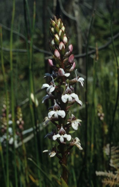 Satyrium rhynchanthum, photographed by Tom Lloyd Evans
