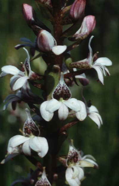 Satyrium rhynchanthum, photographed by Tom Lloyd Evans