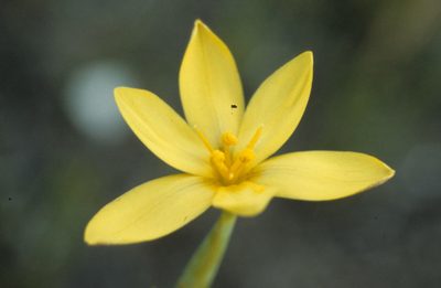 Bobartia filiformis, photographed by Tom Lloyd Evans