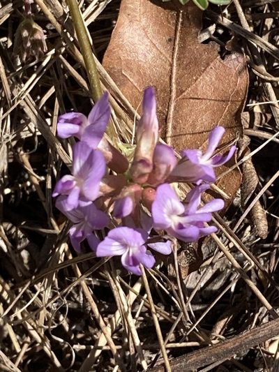 Astragalus obcordatus, photographed by meflowers900