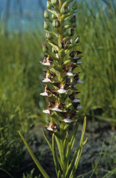 Evotella rubiginosa, photographed by Tom Lloyd Evans