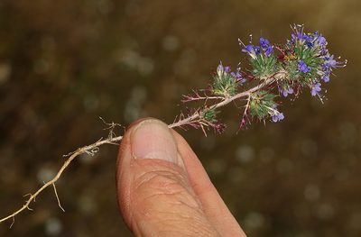 Navarretia jepsonii, photographed by Steve Matson