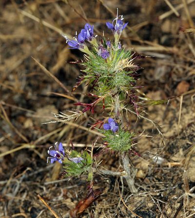 Navarretia jepsonii, photographed by Steve Matson