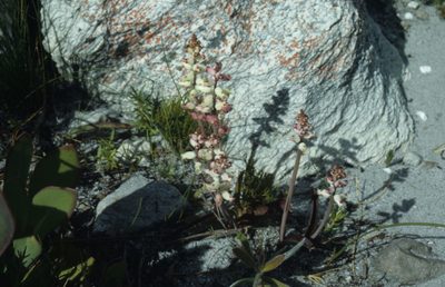 Lachenalia peersii, photographed by Tom Lloyd Evans