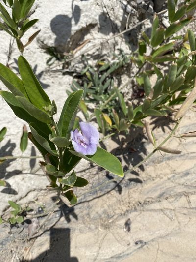 Clitoria laurifolia, photographed by Tim Hirsch