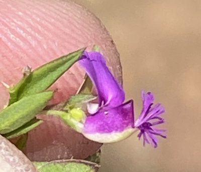 Polygala amatymbica, photographed by Dave U