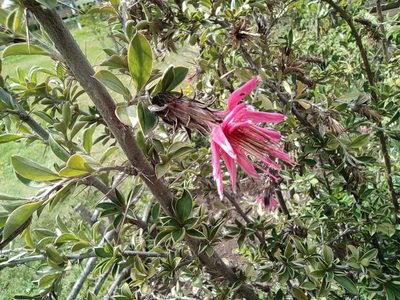 Barnadesia arborea, photographed by sandy-espinozaf
