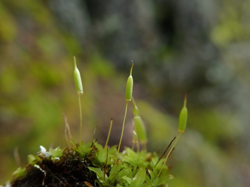 Encalypta ciliata, photographed by Randal
