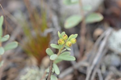 Crocanthemum nashii, photographed by brycelee